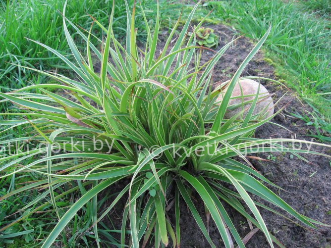 Ожика лесная "Вариегата", Luzula sylvatica Variegata · Кветки Горки